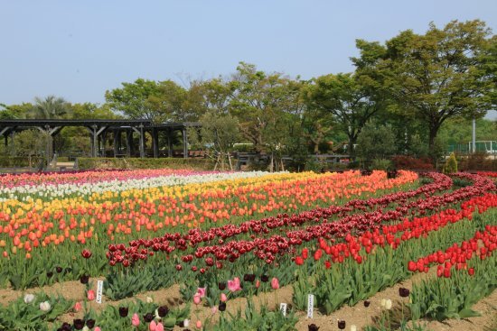 🌸 이즈미 리사이클 환경 공원(이즈미 리사이쿠루 칸쿄 코엔) 이미지 6